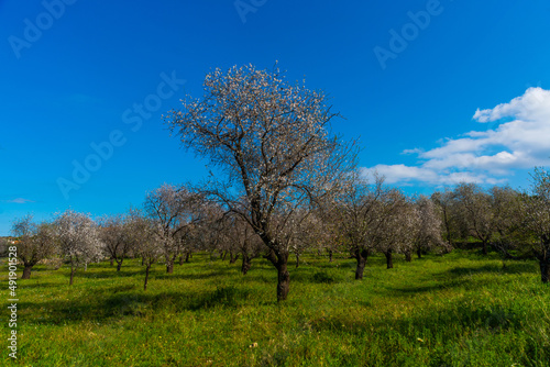 DATCA  TURKEY  Beautiful spring landscape with a view of the flowering almond tree in Eski Datca.