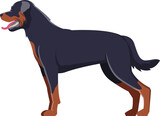 Rottweiler as Purebred Dog and Domestic Pet Animal in Standing Pose Side View