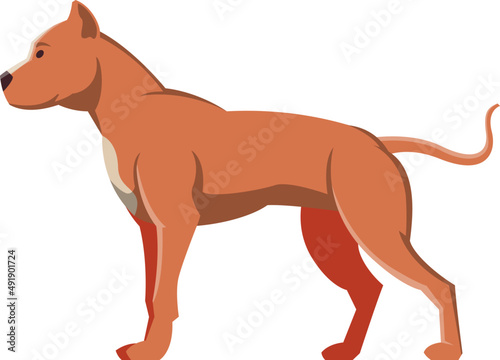 Pit Bull as Purebred Dog and Domestic Pet Animal in Standing Pose Side View