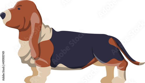 Basset Hound as Purebred Dog and Domestic Pet Animal in Standing Pose Side View