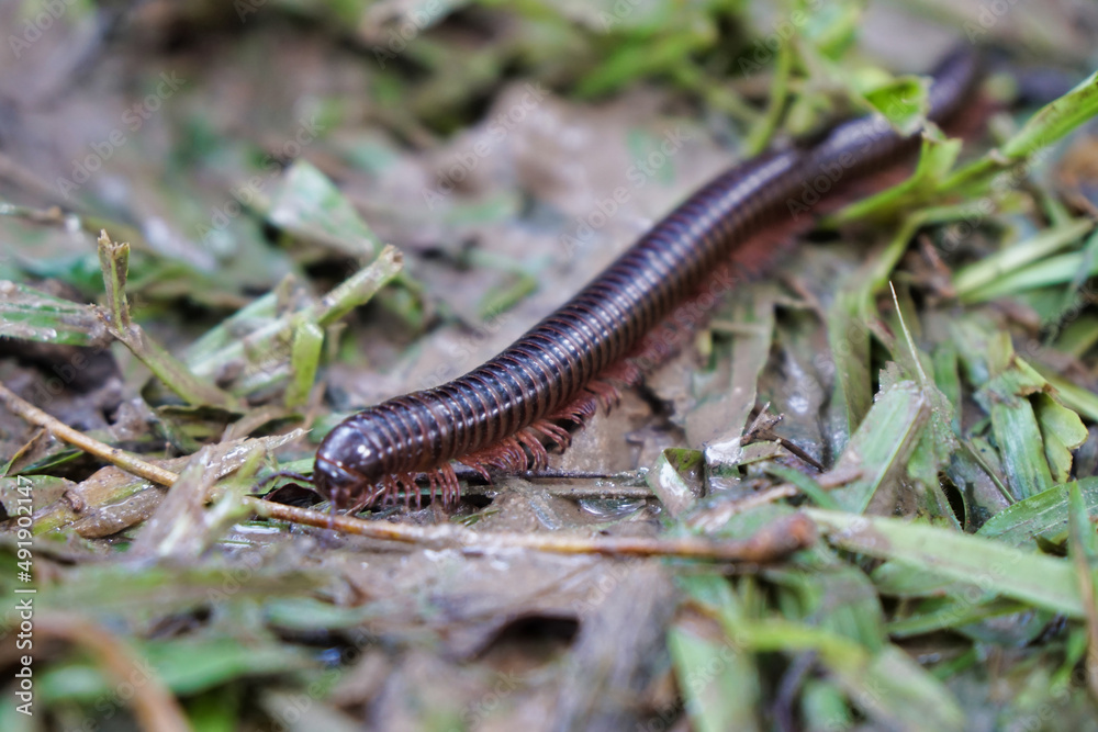 Millipedes on the ground in the fertile forest Millipedes on the ground in the fertile forest