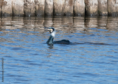 Great Cormorant in Dutch canal. photo