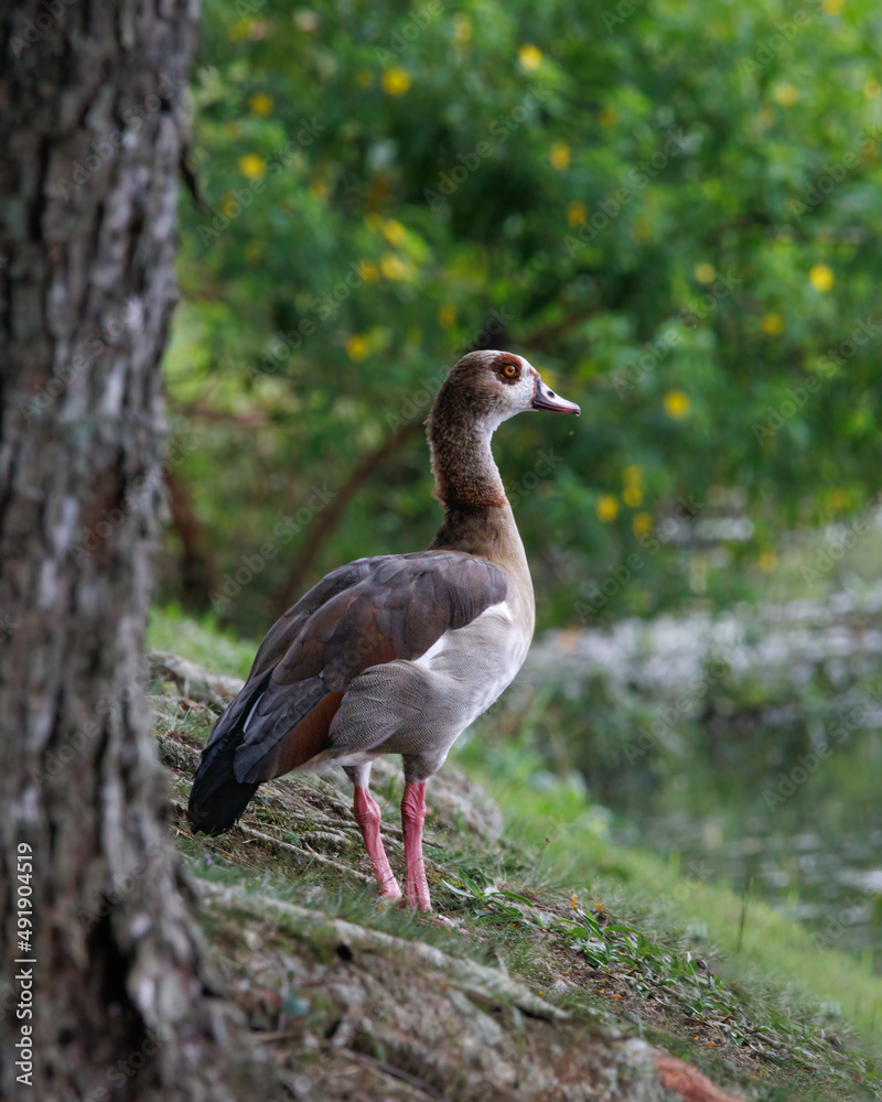 Obraz premium An exotic goose resting on the zoo park's lake banks