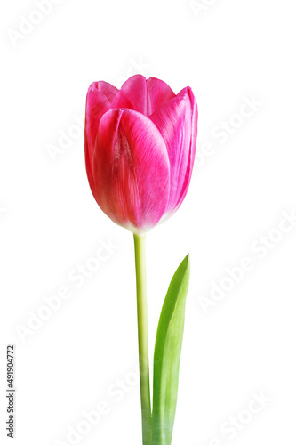 Fresh flower tulip on a white isolated background