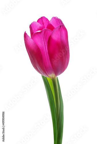 Fresh flower tulip on a white isolated background