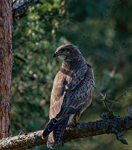 buzzard in a tree