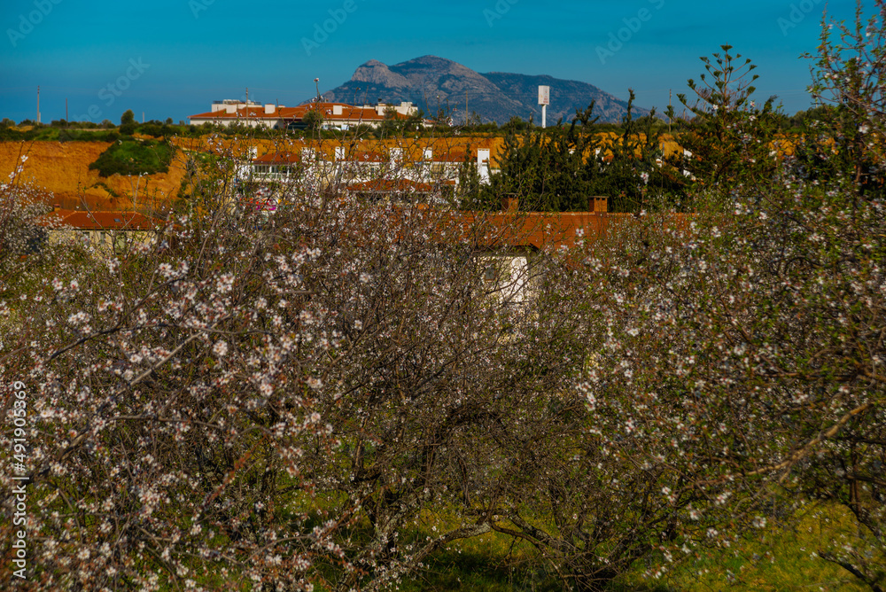 ESKI DATCA, TURKEY: Beautiful spring landscape with a view of the flowering almond tree in Eski Datca.