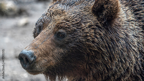 Wallpaper Mural Oso Salvaje en cuenca, España. Torontodigital.ca