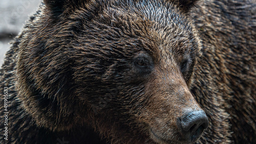 Wallpaper Mural Oso Salvaje en cuenca, España. Torontodigital.ca