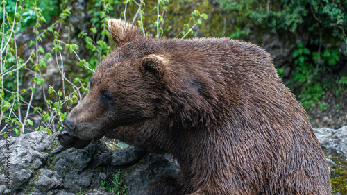 Wallpaper Mural Oso Salvaje en cuenca, España. Torontodigital.ca