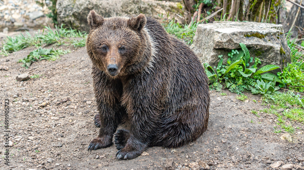 Fototapeta premium Oso Salvaje en cuenca, España.