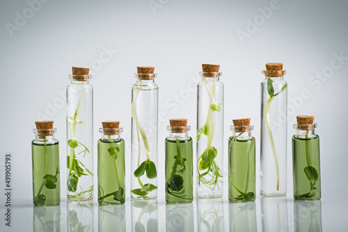 Test tube with plant in laboratory. Chlorophyll extract, Micro greens or sprouts of raw live sprouting vegetables sprout from organic plant seeds. Growing  fresh plants, diet, healthy food photo