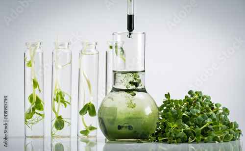 Chlorophyll extract is poured in pure water in glass against a white grey background and Micro greens or sprouts of raw live sprouting vegetables sprout from organic plant seeds. Growing  fresh plants photo