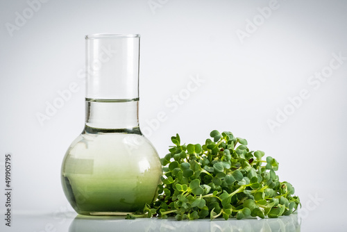 Test tube with plant in laboratory. Chlorophyll extract, Micro greens or sprouts of raw live sprouting vegetables sprout from organic plant seeds. Growing  fresh plants, diet, healthy food photo