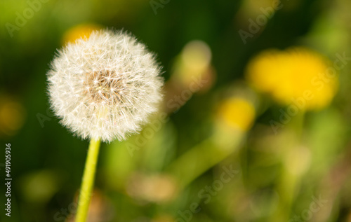 dandelion blowball flower on natural background. macro. nature beauty. selective focus. copy space