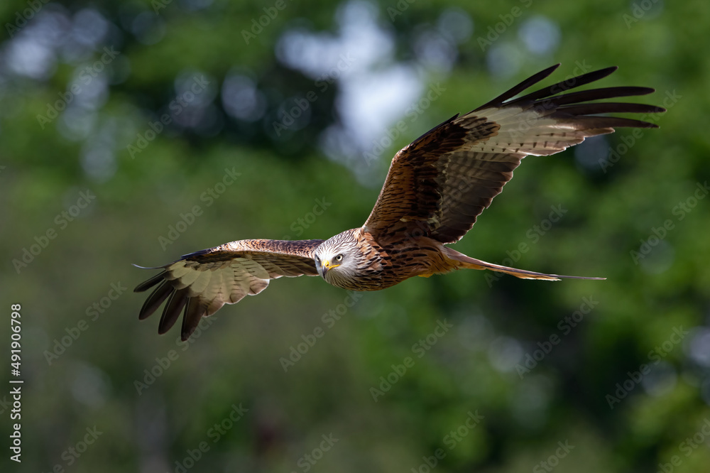 Fototapeta premium Red Kite (Milvus milvus) flying through woodland