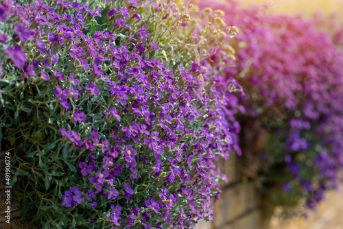 Decorate spring purple flowers of Aubrieta on the fence