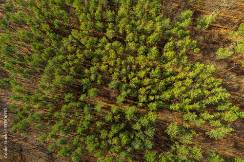 Overhead view of some pine trees