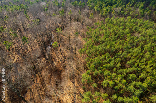 Some dead trees in a forest