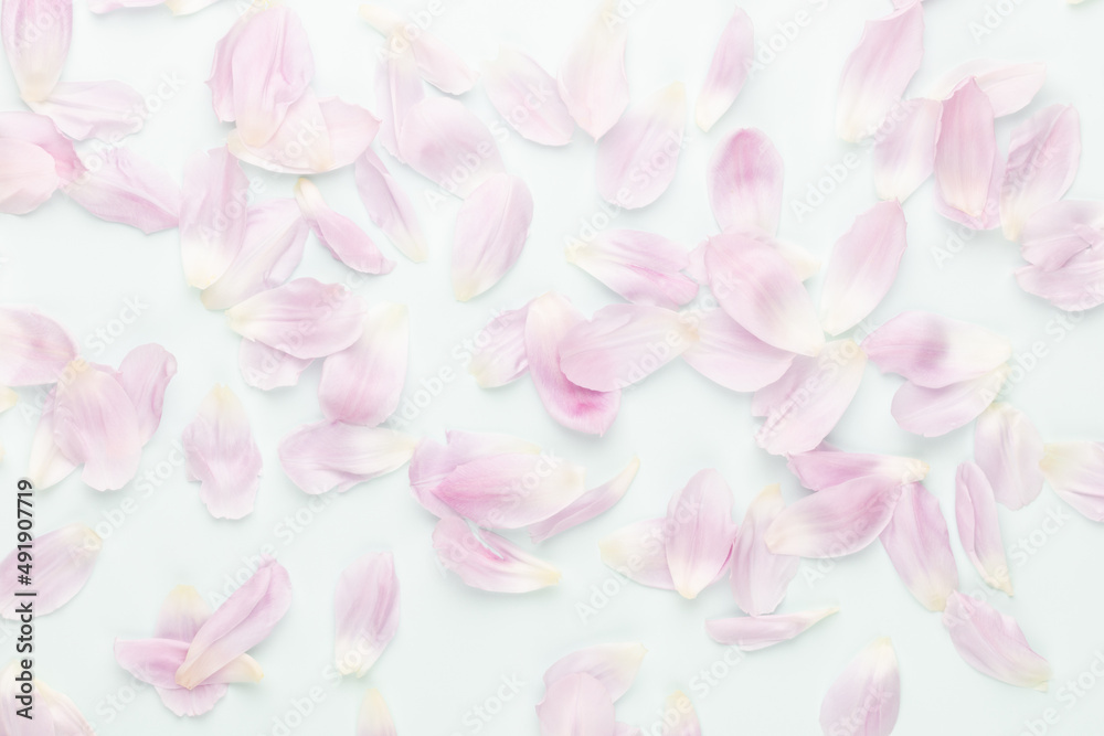 Obraz premium Pink tulip petals on pastel background.