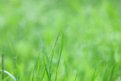 Soft focus, abstract blurred green background, field grass