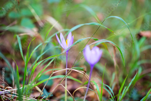 Crocuses grow in forest, beauty in nature. Saffron. photo