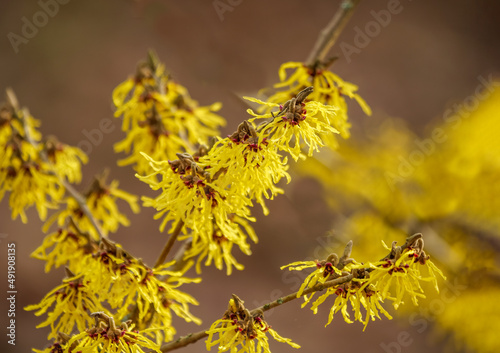 Fototapeta Yellow flowers of Hamamelis mollis blooming in winter