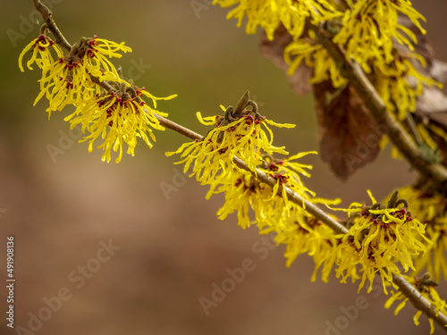 Canvas Print Yellow flowers of Hamamelis mollis blooming in winter