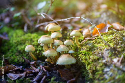 Mushroom growing among the grass and fallen leaves in autumn forest , soft focus