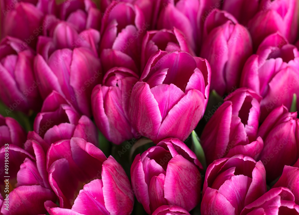 Fototapeta premium pink Tulip varieties Barcelona close-up. fresh bouquet of tulip buds. Close-up petals. selective focus. High quality photo