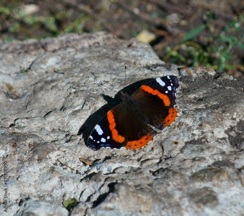 Butterfly Admiral close-up on a stone. photo