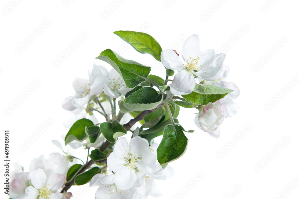 Fototapeta premium Blooming apple tree branch with large white-pink flowers and green leaves isolated on white background. Flowering at spring.