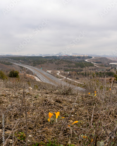 Spring in Ankara with crocus flowers near Ankara Golbasi highway. Turkey. photo