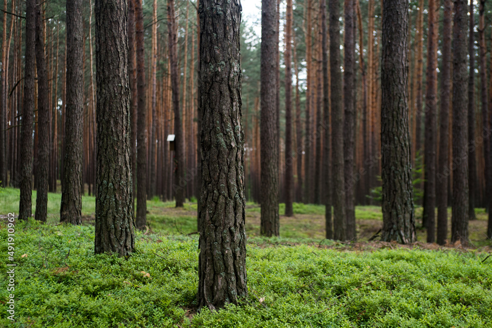 Pine forest, close up trees. Wilderness park, nature. Pine forest, close up trees. Wilderness park, nature.