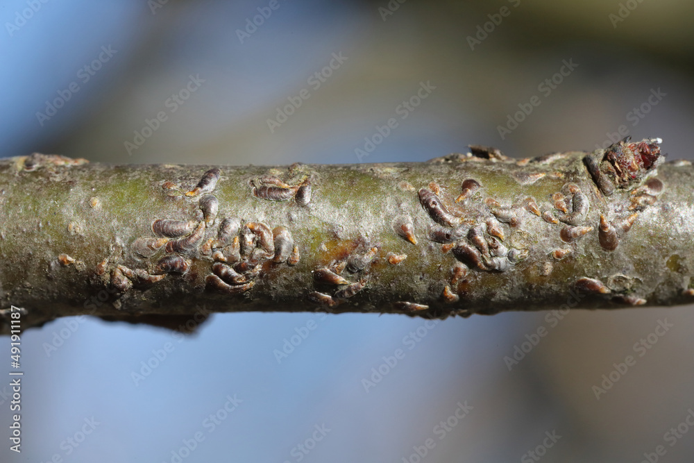 Apple mussel scale or oystershell scale (Lepidosaphes ulmi) is a widely invasive scale insect that is a pest of trees in orchards and others woody plants. Apple mussel scale or oystershell scale (Lepidosaphes ulmi) is a widely invasive scale insect that is a pest of trees in orchards and others woody plants.