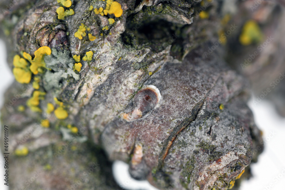 Apple mussel scale or oystershell scale (Lepidosaphes ulmi) is a invasive insect, pest of trees in orchards and others. Parasitized by a tiny parasitic wasp from Aphelinidae family – Aphytis. Apple mussel scale or oystershell scale (Lepidosaphes ulmi) is a invasive insect, pest of trees in orchards and others. Parasitized by a tiny parasitic wasp from Aphelinidae family – Aphytis.