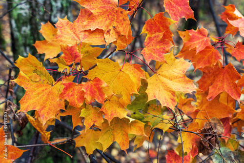 Red yellow maple leaves in the autumn forest, background.