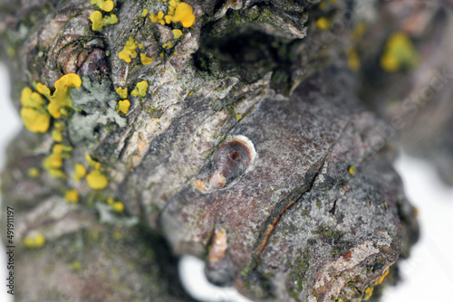 Apple mussel scale or oystershell scale (Lepidosaphes ulmi) is a invasive insect, pest of trees in orchards and others. Parasitized by a tiny  parasitic wasp from Aphelinidae family – Aphytis.