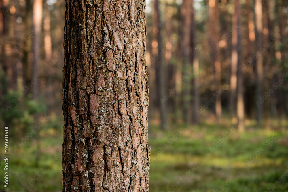 Fototapeta premium Pine forest, close up trees. Wilderness park, nature. 