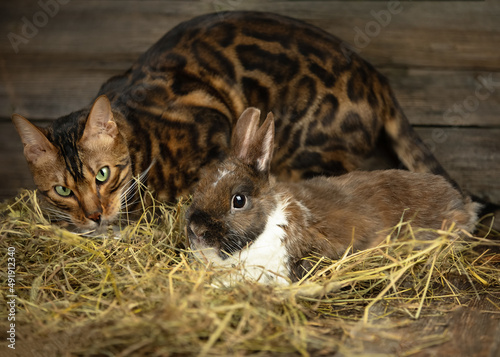 Brown decorative rabbit and wild spotted cat lying on a dark background