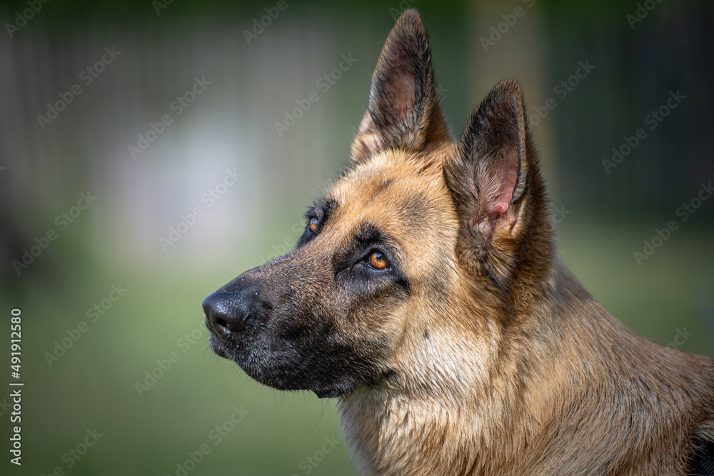 German shepherd Alsatian with cute bright eyes looking