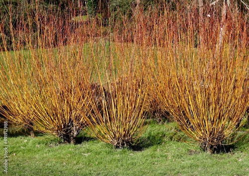 Architectural cornus shrub with red and orange stems without foliage in winter photo
