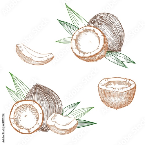 Coconut hand drawn sketch. Whole and half coconuts and palm leaves. Line art vintage style tropical vector food illustration.