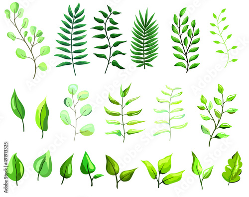 Set of vector leaves and branches. Hand drawn leaves and branches. Natural elements for decoration.