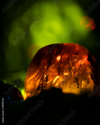Amber Garden