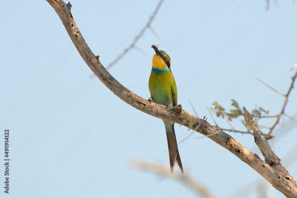 Fototapeta premium Ein Schwalbenschwanzspint (Merops hirundineus), Swallow-tailed Bee-eater, in Namibia.