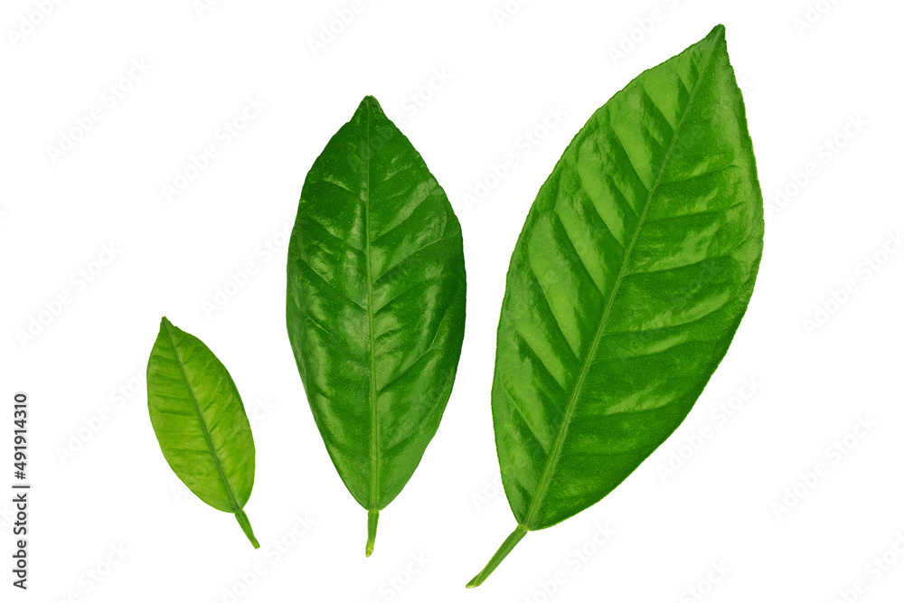 lemon tree branch with green leaves, isolated on a white background lemon tree branch with green leaves, isolated on a white background