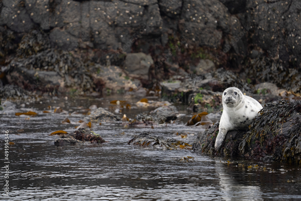 Φωτογραφία Grey seal (Halichoerus grypus) on a rock in the sea, Treshnish Isles, Scotland