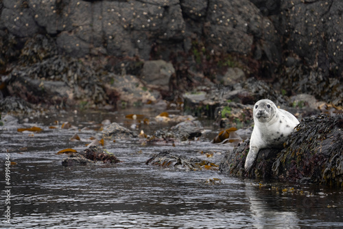 Grey seal (Halichoerus grypus) on a rock in the sea, Treshnish Isles, Scotland