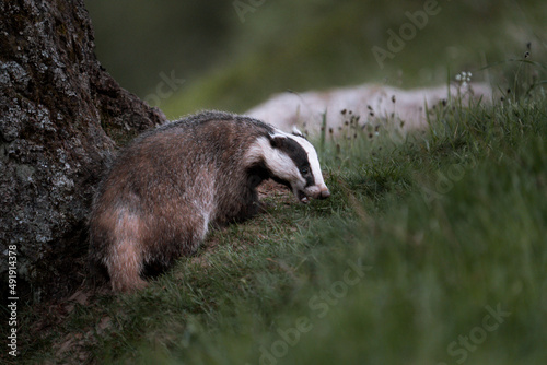 European badger (Meles meles) in a grass in a woodland, Cairngorms, Scotland